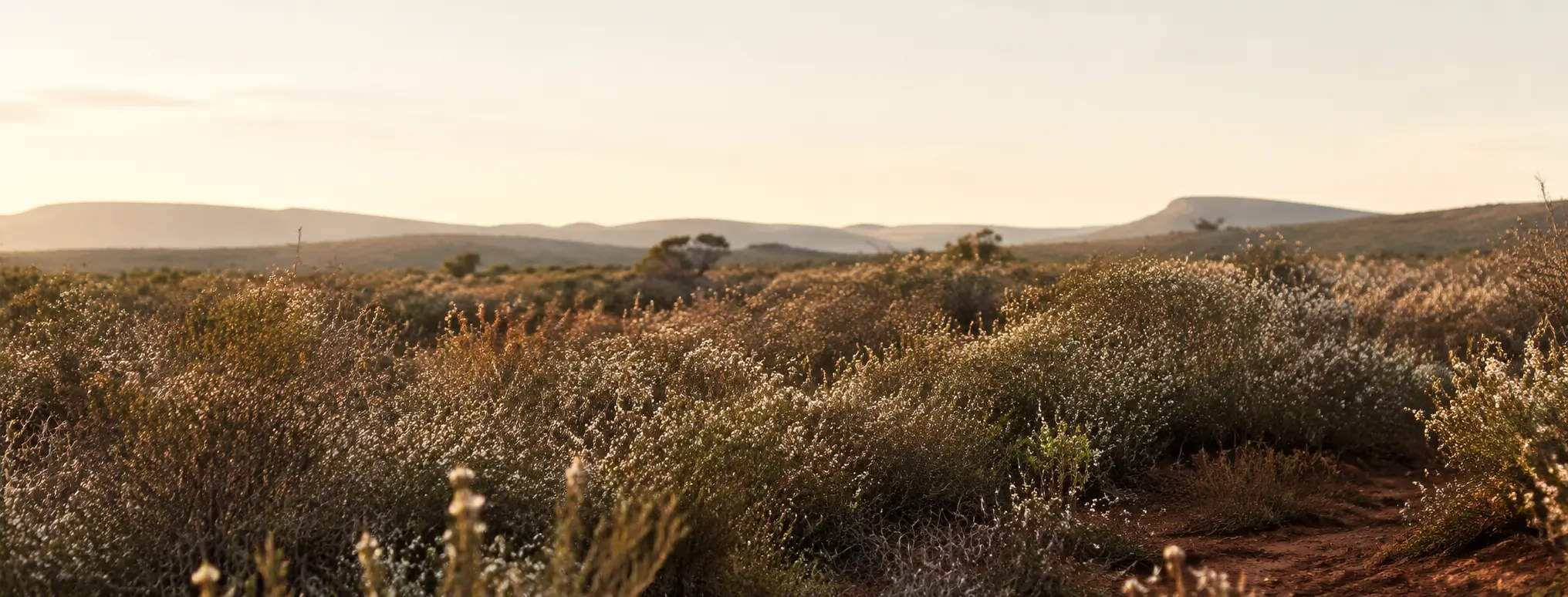 Editorial view of Australian bushland