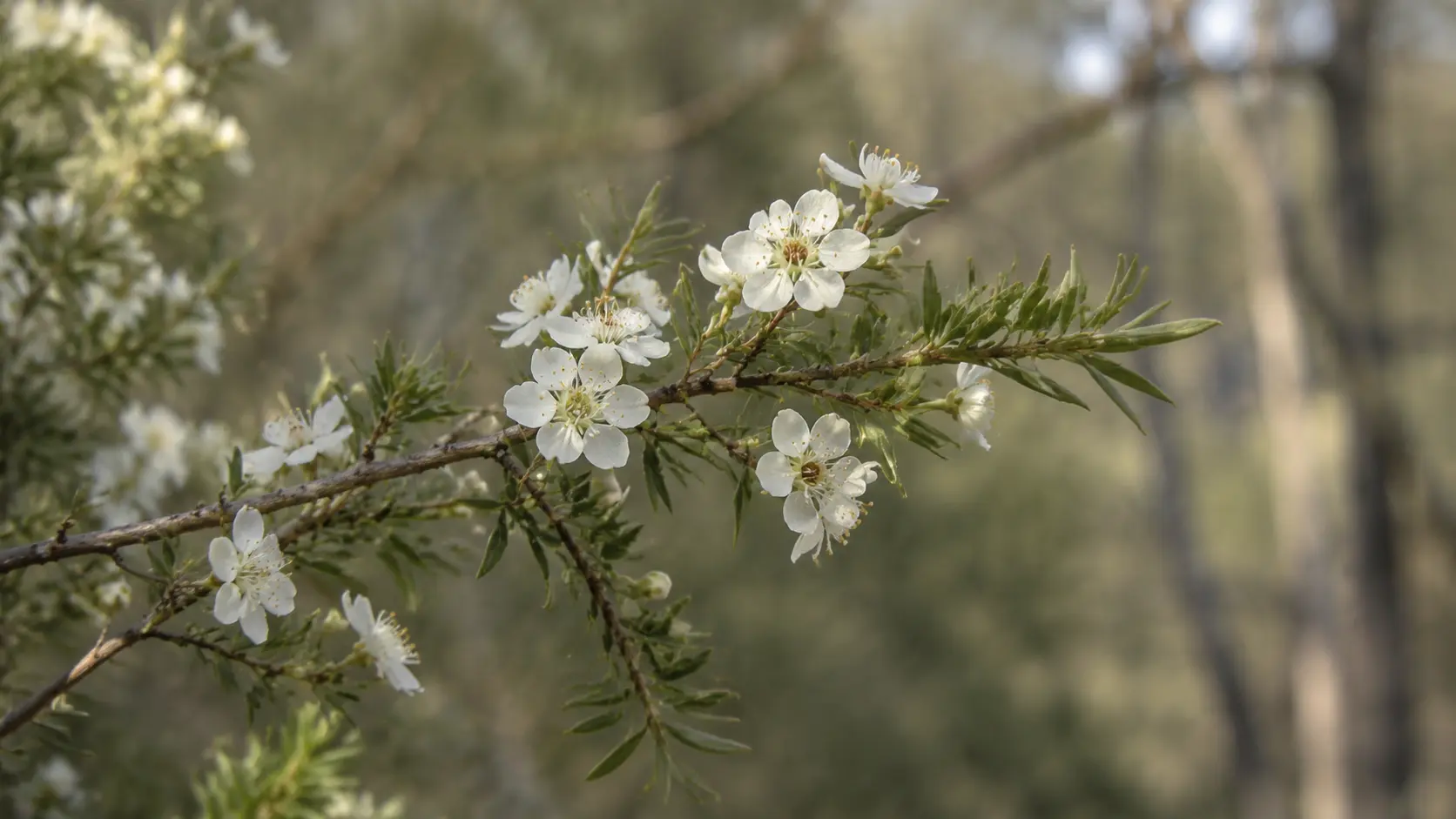 Native Leptospermum flowers in Australian bushland